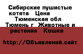 Сибирские пушистые котята › Цена ­ 3 000 - Тюменская обл., Тюмень г. Животные и растения » Кошки   